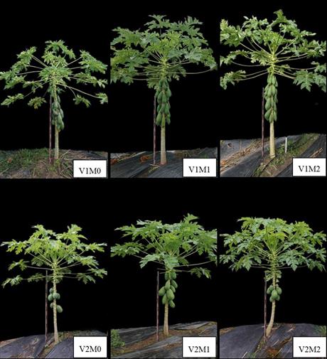 Kỹ thuật chủng kháng – phương pháp giúp cây trồng kháng virus gây bệnh